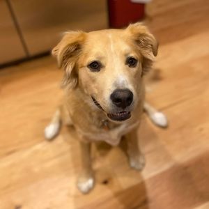 My puppy had double knee surgery!